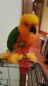 Lost Conure