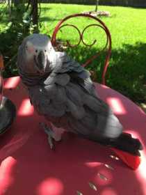 Lost African Grey