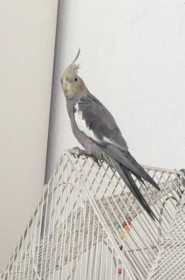 Lost Cockatiel