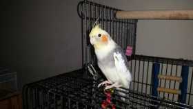 Lost Cockatiel