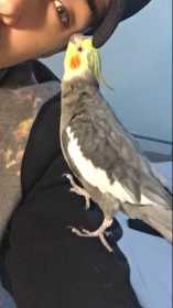 Lost Cockatiel