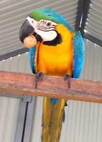 Lost Macaw