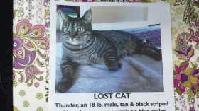 Lost Cat