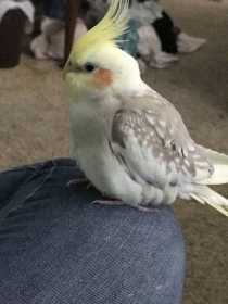 Lost Cockatiel