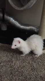 Lost Ferret