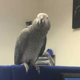 Lost African Grey