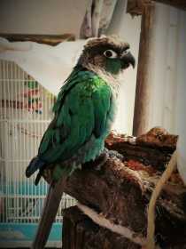 Lost Conure