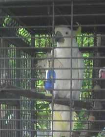 Lost Cockatoo