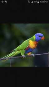 Lost Lory / Lorikeet