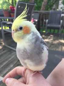 Lost Cockatiel