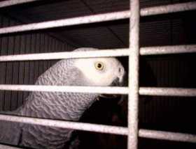 Lost African Grey