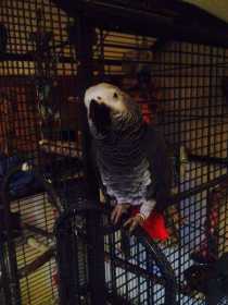 Lost African Grey