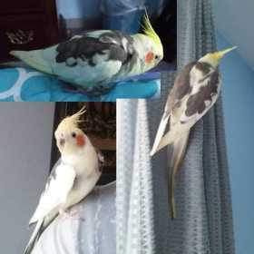 Lost Cockatiel