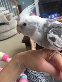 Lost Cockatiel