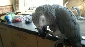 Lost African Grey