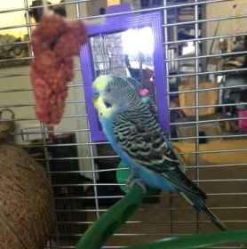 Lost Budgerigar