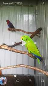 Lost Eclectus