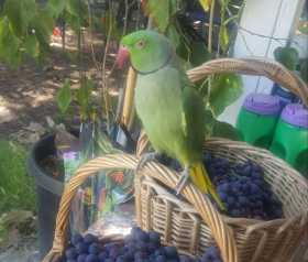 Lost Indian Ringneck Parakeet