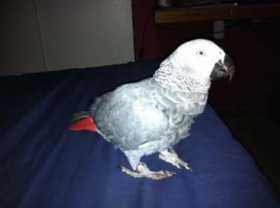 Lost African Grey