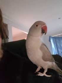 Lost Indian Ringneck Parakeet