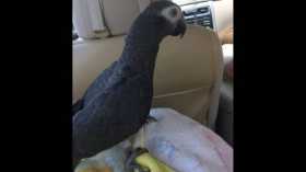 Lost African Grey