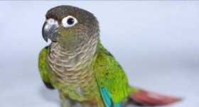 Lost Conure