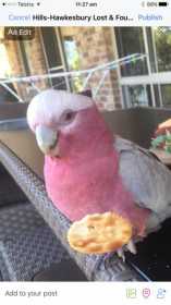 Lost Galah Cockatoo