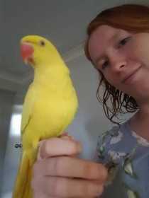 Lost African Ringneck Parakeet