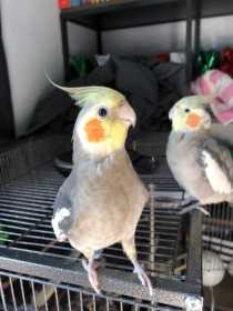 Lost Cockatiel