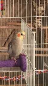 Lost Cockatiel