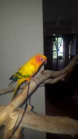 Lost Conure