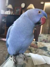 Lost Indian Ringneck Parakeet