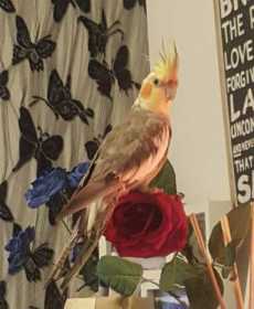 Lost Cockatiel