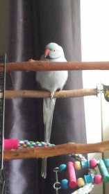 Lost Indian Ringneck Parakeet