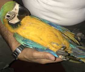 Lost Macaw