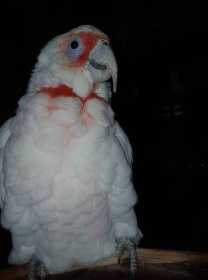 Lost Cockatoo