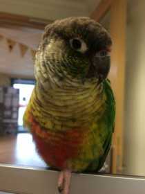 Lost Conure