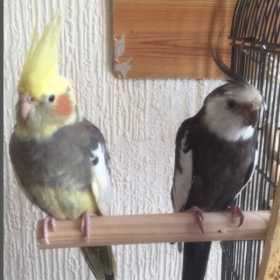 Lost Cockatiel