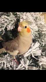 Lost Cockatiel