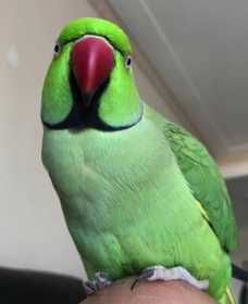 Lost Indian Ringneck Parakeet