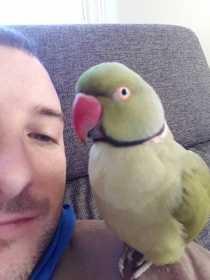 Lost Indian Ringneck Parakeet