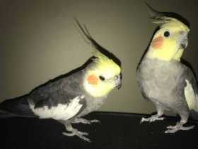 Lost Cockatiel