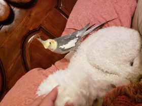 Lost Cockatiel