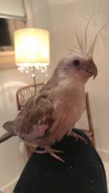 Lost Cockatiel