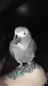 Lost African Grey