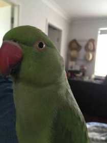 Lost Indian Ringneck Parakeet