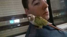 Lost Conure