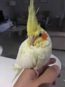 Lost Cockatiel