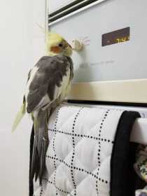 Lost Cockatiel