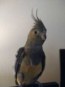 Lost Cockatiel